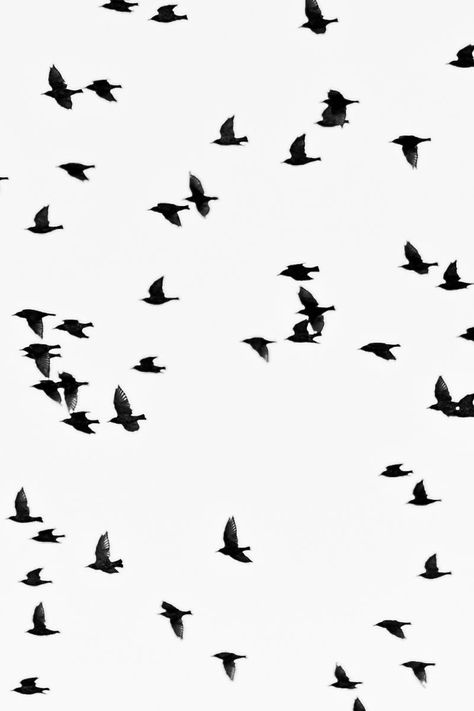 Low Angle Photography of Flock of Flying Birds Flying Birds Photography, Birds Flying Drawing, Flying Birds Drawing, Flying Bird Photo, Photography Birds Flying, Birds Flying Aesthetic, Black And White Wings, Black Birds Flying, Birds Black And White