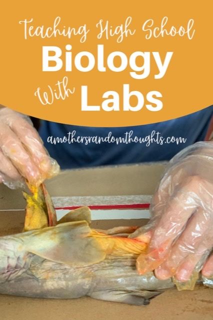 Biology Labs High School, Cheap Science Experiments For Kids, Biology Experiments High School, High School Biology Projects, Science Provocations, Highschool Biology, Biology High School, Biology Activities High School, Scientific Method Middle School