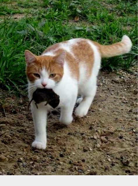 Barn cats doing its job. Wisdom Begins In Wonder, Barn Cat, Natural Path, House Cats, Cat Eating, Cat Anatomy, Cat Reference, Cat Pose, Cat Mouse