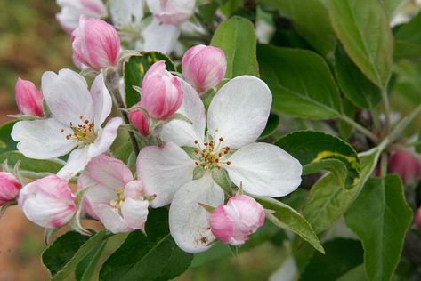 Michigan State Flower, Flower Facts, Apple Blossom Flower, Michigan Girl, Apple Flowers, Pure Michigan, Spring Blossom, Apple Blossom, Apple Tree