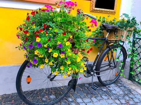 Vibrant Flowers in a Bicycle with Woven Baskets. Bike In The Garden, Bicycle Basket Flowers, Bicycle Planter Ideas, Painted Bicycle, Porch Planter Ideas, Bicycle Planter, Bike Planter, Topiary Diy, Porch Planters