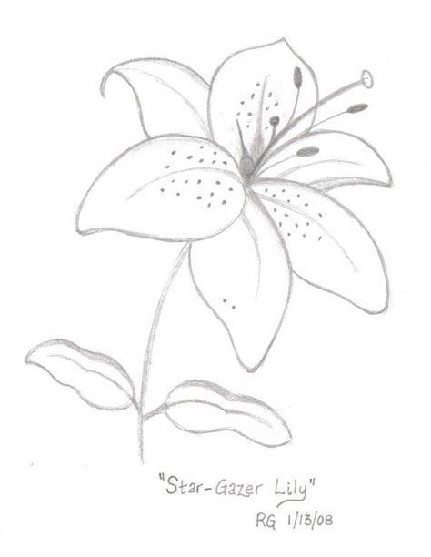 Star Gazer Lily Drawing Photo by rlgooch | Photobucket Lily Drawing, Simple Flower Drawing, Lilies Drawing, Flowers Mandala, Drawing Photo, Drawing Stars, Flower Drawing Tutorials, Flower Drawings, Drawing Flowers