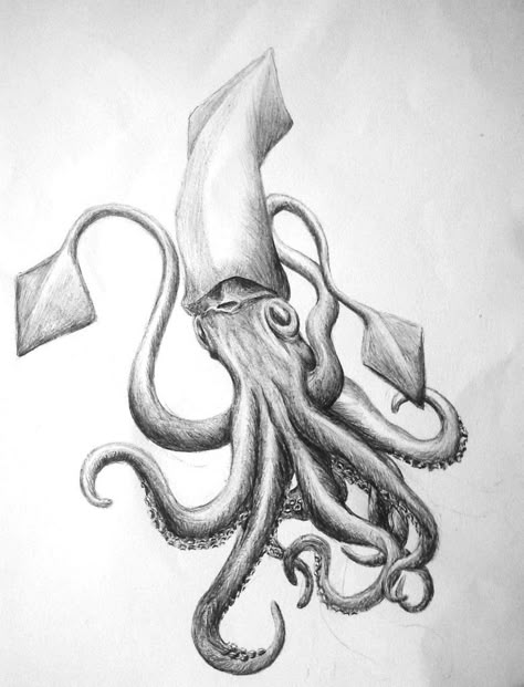 Squid sketch