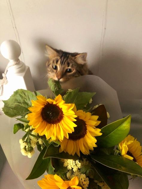 Cats With Sunflowers, Cat And Sunflower Wallpaper, Cats And Sunflowers, Cat Yellow Aesthetic, Yellow Cat Aesthetic, Sunflower Pfp, Cat With Sunflower, Cat Mom Aesthetic, Zainab Core