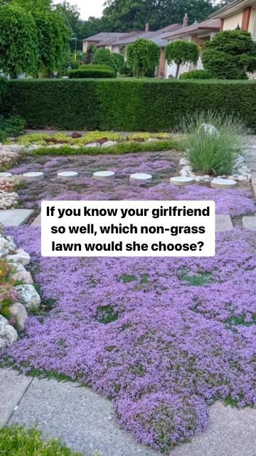 Creeping Thyme Lawn, Moss Lawn, Clover Lawn, Creeping Thyme, Types Of Moss, Waste Free Living, Garden Types, Food Forest, Backyard Inspo