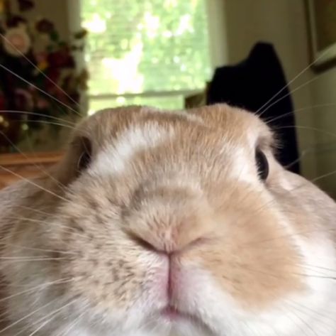 Bunny selfie Reconsider Bunny, Funny Bunny Pictures, Bunny Selfie, Cutee Animals, Cute Bunny Pictures, Rabbit Care, House Rabbit, Bunny Pictures