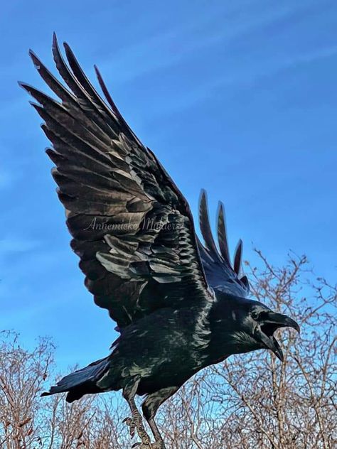 Aesthetic Crow, Crow Aesthetic, Crow Drawing, Raven Photography, Crow Photography, Bird Anatomy, Raven Pictures, Crow Pictures, Crow Flying