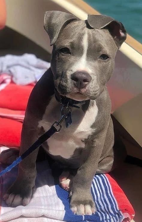 Pitbull Dog Puppy, Pitbull Dog Breed, Pit Bull Puppies, Amstaff Puppy, Bully Breeds Dogs, Cute Small Dogs, Dog Mommy, Really Cute Puppies, Very Cute Dogs