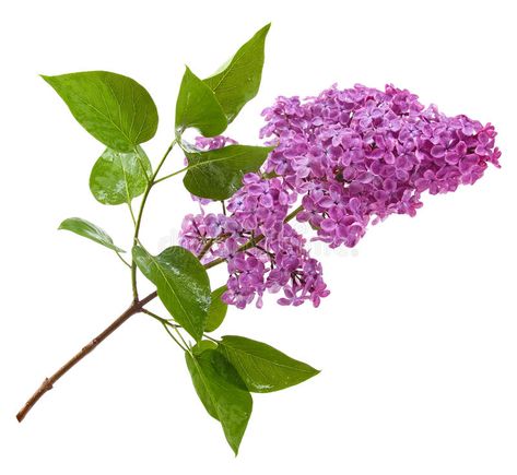 Purple lilac branch isolated on white. Background #Sponsored , #sponsored, #PAID, #lilac, #Background, #white, #Purple Washington State Road Trip, Lilac Branch, Background Leaf, Acrylic Oil Painting, Purple Lilac, Washington State, Photo Stock, Red Peppercorn, Dandelion