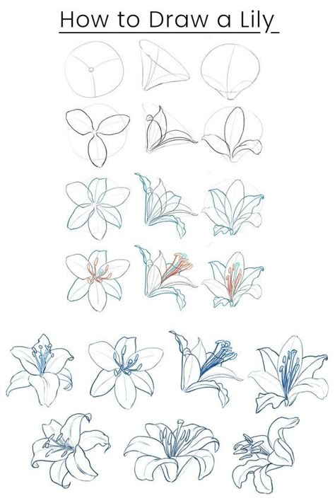 Easy Beginner Sketches, Lilly Drawing, Trin For Trin Tegning, Botanical Line Drawing, Istoria Artei, Flower Drawing Tutorials, Flower Art Drawing, Lily Flowers, Arte Sketchbook