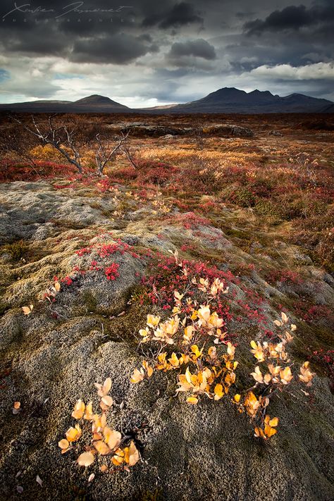 Colors of the fall at Thingvellir in Iceland, in october. Everything was red, orange, yellow and gold all around me. The typically icelandic dark grey sky helped the revelation of all these colors. Thingvellir National Park, Breathtaking Photography, Travel Iceland, Visit Iceland, Iceland Travel, Flora Fauna, Amazing Nature, Scandinavia, Nature Beauty