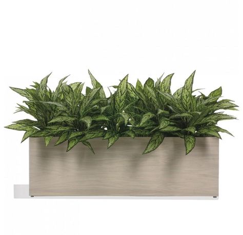 $1,960.00 Silver Queen in Whitewash Linear Planter by Gold Leaf Design Group #gardenage  #awesomestones #cheapplanters #gardendecor #planters #potsplanter #gardenin #plantermodish #gardendecor  #outdoor #typesofgarden #homegardening #essayongarden #gardendesign #flowergarden #gardenideas #typesofgardening #gardendecor #planters #potsplanter #gardenin #plantermodish #wallplanter  #kalalouplanter #contemporaryplanter #Traditionalplanter #transitionalplanter #backyard #diy #onabudget #walkways Snake Plant Rectangular Planter, Laminate Colors, Market Day Ideas, Gold Leaf Design, Contemporary Planters, Organic Furniture, Custom Planters, Laminate Colours, Stylish Lighting