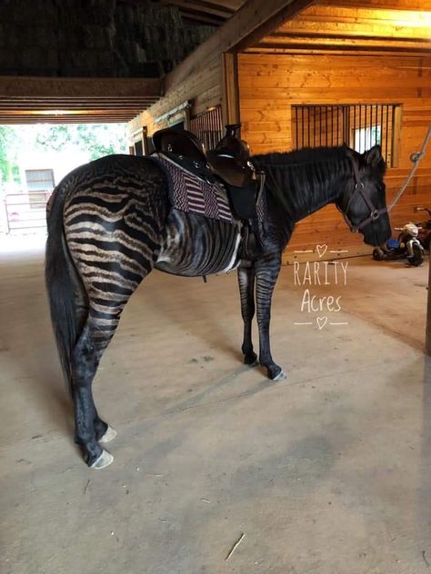 Zebra Horse Hybrid, Rare Horses Colors, Zorse Hybrid, Beautiful Horses Rare, Rare Horse Colors, Beautiful Horse Breeds, Unique Horses, Zebra Horse, Spotted Horse