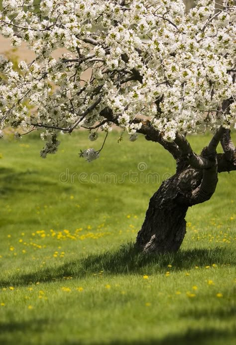 Bloom Tree, Peaceful Meadow, White Flowering Trees, Spring Trees, Prismacolor Art, Almond Tree, Blooming Trees, Spring Tree, Fruit Tree