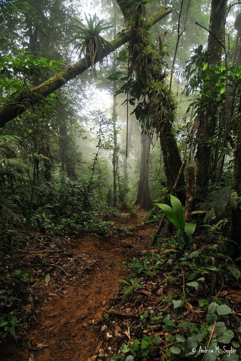 Honduras Travel, Tree Forest, Nature Aesthetic, Pretty Places, Latin America, Central America, Honduras, Mother Earth, Beautiful World