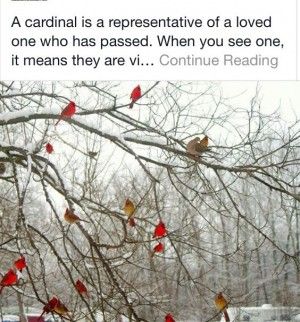 Red birds Red Cardinal Meaning, Cardinal Birds Meaning, Birds Meaning, Cardinal Meaning, Cardinal Quotes, Bird Meaning, Inspirational Rocks, Loved One In Heaven, Bird Quotes