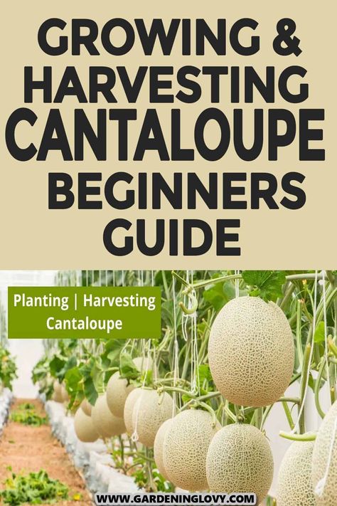 How To Grow Melons, How To Grow Honeydew Melon, Cantaloupe Growing Tips, How To Grow Cantaloupe From Seeds, Harvesting Cantaloupe, Cantaloupe Growing, Planting Cantaloupe, How To Grow Cantaloupe, Garden Placement