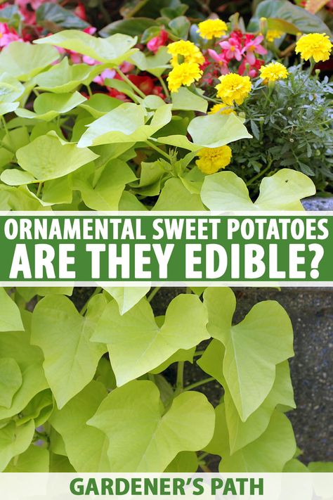 Ornamental sweet potatoes provide beautiful coverage with their vibrant vines, and this special plant is typically used as a decorative addition both indoors and out. With “sweet potato” in the name, you have to wonder – can you eat them too? Let’s find out. #sweetpotatovine #ornamentalplants #gardenerspath Growing Vegetables At Home, Sweet Potato Plant, Lawn Ideas, Growing Sweet Potatoes, Sweet Potato Vine, Potato Vines, Plant Growing, Starting A Garden, Growing Tips