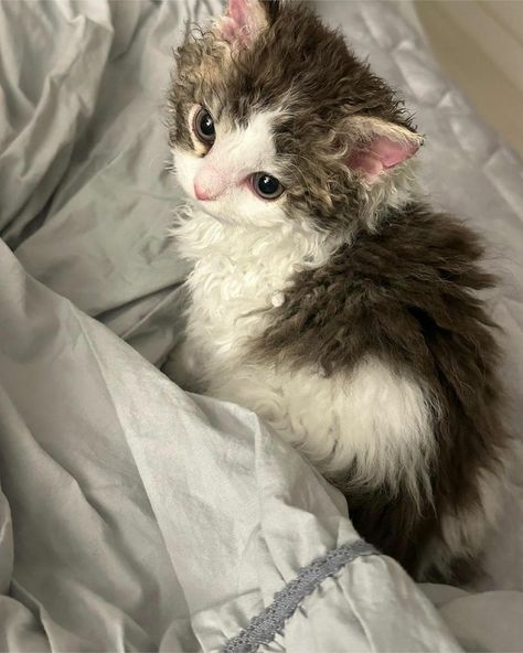 Cat With Curly Fur, Curly Haired Cat, Korean Instagram, Curly Cat, Fluffy Critter, Rex Cat, Silly Cats Pictures, Kittens And Puppies, Cat Icon