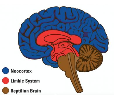 Blue Brain Red Brain Balance is the Key - Self-Reg Triune Brain, Reptilian Brain, Balance Is The Key, Brain Balance, Teeter Totter, Limbic System, Challenging Behaviors, Certificate Programs, Self Regulation