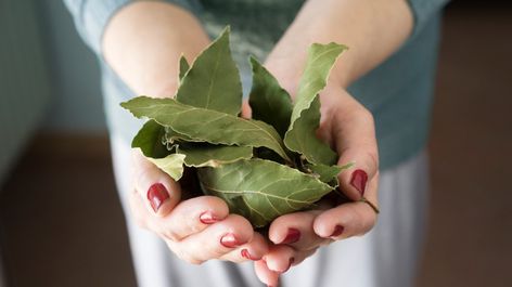 Bay Leaf Burning: Benefits, Risks, and How-To Impatiens Flowers, Burning Bay Leaves, Sweet Potato Slips, Dried Bay Leaves, Laurel Tree, Laurus Nobilis, Hot Pepper Seeds, Flax Flowers, Corn Seed