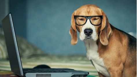 Keep these tips in mind as you compose your email messages.  [...] first email… Dog Wallpaper Laptop, Raised Floor, Wag The Dog, Dog With Glasses, Funny Glasses, Online Quizzes, Wallpaper Laptop, English Course, Dog Wallpaper