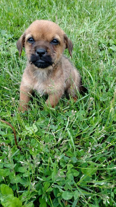 cairn terrier puppy Carin Terrier Puppies, Cairn Terrier Puppies, Cairn Terrier Mix, Schnauzer Mix, Cane Corso Puppies, Cairn Terriers, Terrier Breeds, Yorkie Poo, Terrier Puppies