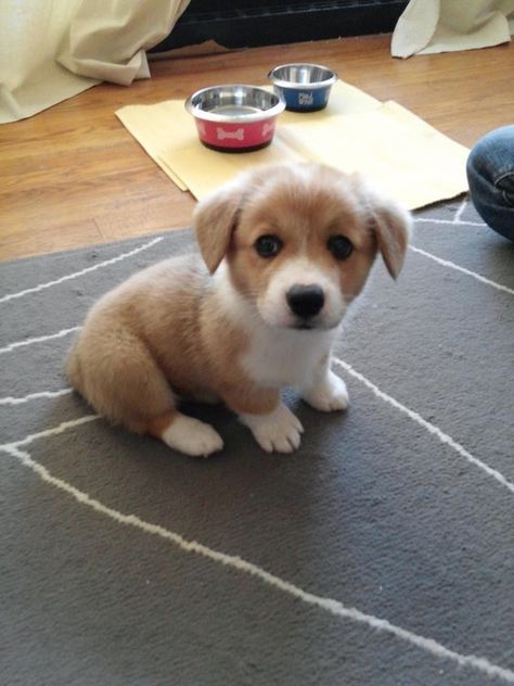 Cute Corgi Puppy, Welsh Corgi Puppies, Very Cute Puppies, Super Cute Puppies, Cute Dog Pictures, Cute Little Puppies, Corgi Puppy, Teacup Puppies