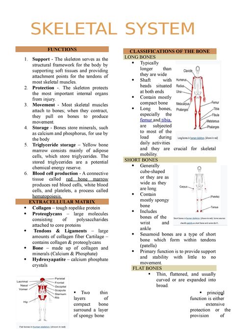 Axial Skeleton Anatomy Notes, Skeleton System Anatomy Notes, Skeletal System Notes Aesthetic, Skeleton System Notes, Skeletal System Anatomy Notes, Skeleton System Anatomy, Skeletal System Notes, Skeleton Anatomy Study, Anatomy And Physiology Notes Study