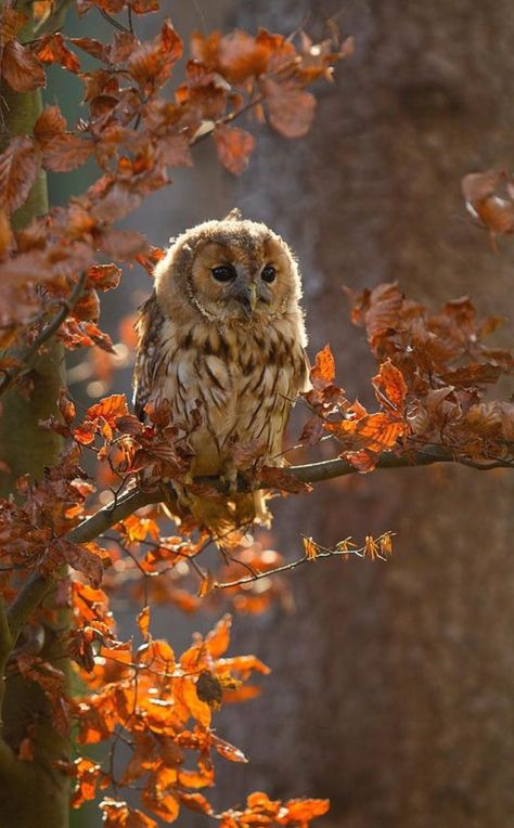 October Asthetic Picture, Tawny Owl Aesthetic, October Widgets Aesthetic, November Aesthetic Cozy, Autumn Lockscreen, Autumnal Aesthetic, November Vibes, Autumn Backgrounds, Foggy Autumn