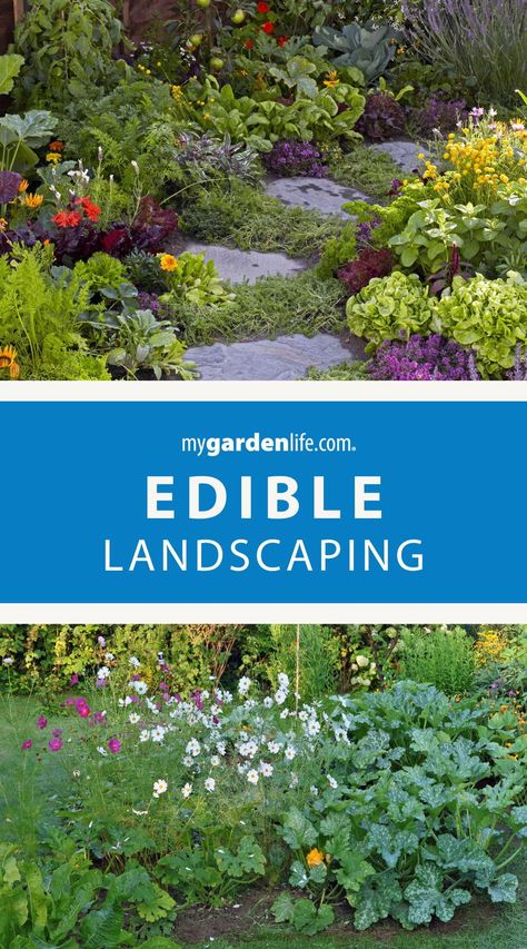 Cultivate both beauty and bounty with our guide to edible garden landscaping. Explore innovative layouts and design ideas for a stunning landscape that yields delicious results. Get inspired at MyGardenLife.com for more edible landscaping plans. Edible Garden Landscape Design, Backyard Edible Garden Design, Beginner Landscaping Ideas, Edible Hedge Plants, Apothecary Garden Layout, Edible Backyard Landscape, Small Garden Landscaping Ideas, Edible Garden Ideas, Plan Garden Design