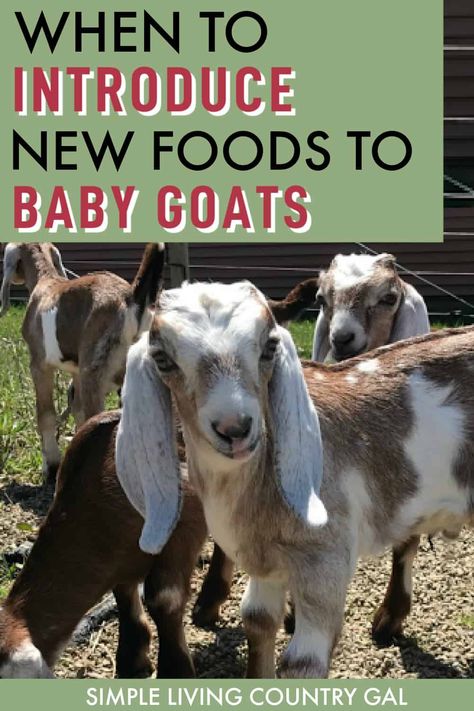 A complete baby goat feeding schedule that maps out a plan from birth to 12 weeks of age when they can then join the herd. When to wean, how to introduce hay and grain. What minerals are needed, why, and how to incorporate them into a feeding schedule slowly so your goat kids acclimate to the new food in a healthy way.  #goat feedingschedule Baby Goats Pygmy, Breeding Goats, Goat Fence, Show Goats, Happy Goat, Goat House, Feeding Goats, Goat Care, Goat Barn