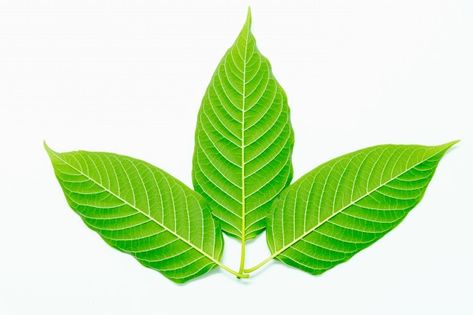 Nature Medicine, Mitragyna Speciosa, Leaf Nature, On Air, Artificial Plants, Premium Photo, Plant Leaves, Medicine, Benefits