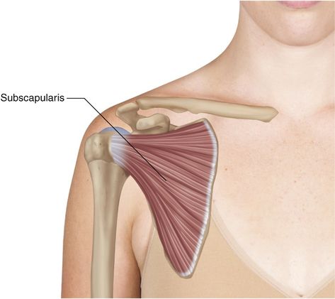 Subscapularis:  Learn Your Muscles  The subscapularis is one of the four enigmatic rotator cuff muscles. Teres Major Muscle, Subscapularis Muscle, Rotator Cuff Muscles, Human Muscles, Teres Major, Anatomy Posters, Body Muscles, Muscle Building Tips, Rotator Cuff