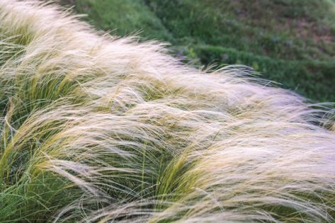 Mexican Feather Grass, English Garden Style, Desert Trees, Seed Starting Mix, Ornamental Grass, Pony Tails, Desert Flowers, Seed Catalogs, Shade Trees