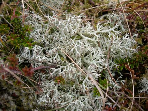 Reindeer moss kept the men alive – Louise Tully Norwegian Symbols, Trad Climbing, Visit Wales, Reindeer Moss, Video Testimonials, Winter Mountain, Spring Sign, Water Plants, Man Alive