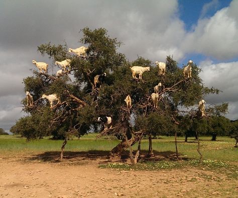 20+ Startling Photos That Show Goats Can Climb Anything Mountain Goats Climbing, Show Goats, Human And Animal, Mountain Goats, Kingdom Animalia, Photographer Advertising, Strange Places, Mountain Goat, Africa Travel