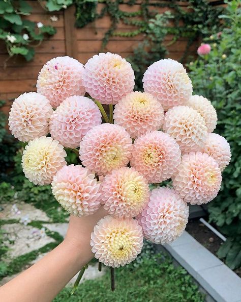 Jen ⋅ Urban Gardener (@blushingbloomsto) • Instagram photos and videos Irish D Porter Dahlia, Pom Pon, Dahlias Garden, Dahlia Flower, Urban Garden, Barley, Dahlia, Bridal Bouquet, The Cutest