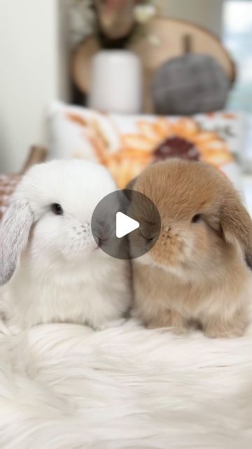 French Lop Bunny, Lop Bunnies, Holland Lop Bunnies, Holland Lop, Name Suggestions, October 21, Rabbits, Connecticut, Holland