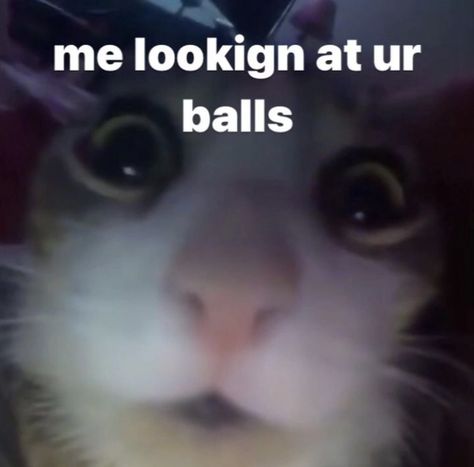 What Are You Up To, Funny Cat Captions, Angry Cat Memes, Silly Animal Pictures, Relatable Pictures, Cat Captions, Funny And Relatable, Cute Cat Memes, Silly Cats Pictures