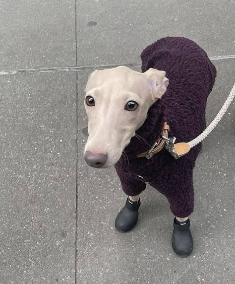 Greyhound In Sweater, Whippet Dog Aesthetic, Cute Whippet, Black Italian Greyhound, Whippet Aesthetic, Italian Winter Aesthetic, Italian Greyhound Aesthetic, Greyhound Aesthetic, Mini Italian Greyhound