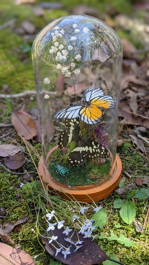 Butterfly Dome, Different Butterflies, Dome Art, Butterfly Display, Cloche Decor, Butterfly Taxidermy, Beautiful Terrariums, Mushroom Crafts, Prom Decor