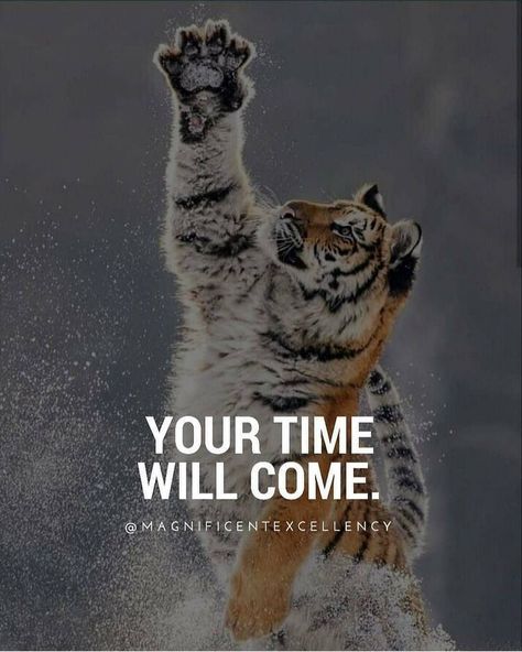 Tiger Quotes, Cursed Things, Life Quotes Relationships, Lion Quotes, Jack Ma, Good Relationship Quotes, Grant Cardone, Cute Attitude Quotes, Feeling Pictures