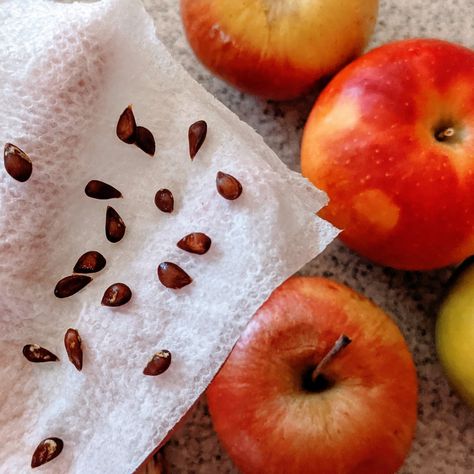 How to Plant Apple Seeds: Homegrown Apple Trees - Bunny's Garden Growing Apples From Seed, Plant Apple Seeds, Growing Apple Trees, Apple Tree From Seed, Baby Apple, Tree Seedlings, Crabapple Tree, Apple Trees, Seed Germination