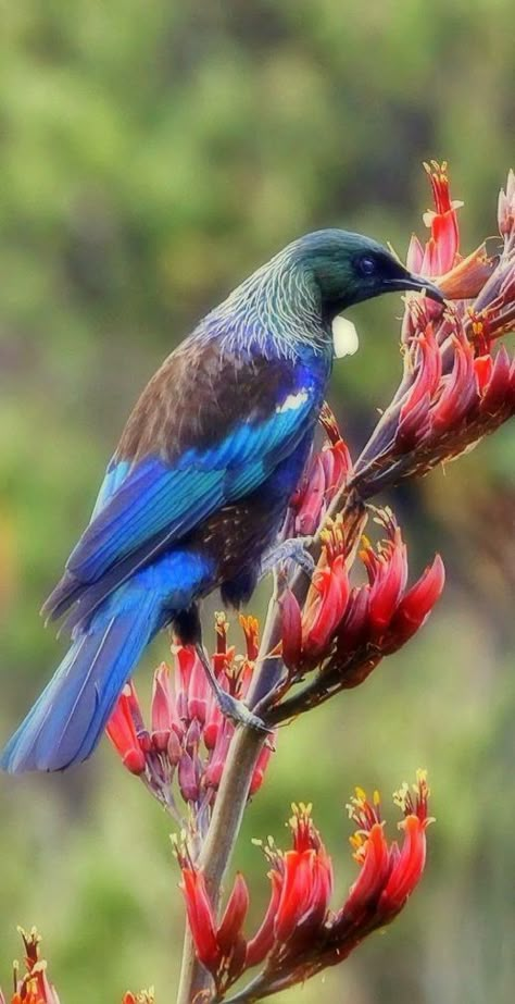 Tui Bird, Flax Flowers, New Zealand Art, Kinds Of Birds, All Birds, Bird Pictures, Exotic Birds, Pretty Birds, Colorful Birds