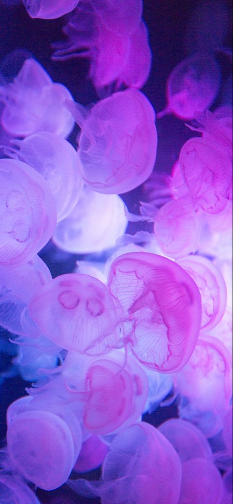 Dumbo Octopus Aesthetic, Pink Jelly Wallpaper, Pink Jellyfish Wallpaper, Pretty Jellyfish, Jellyfish Pictures, Jellyfish Wallpaper, Jellyfish Photography, Pink Jellyfish, Princess Jellyfish