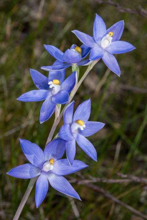 Flying Duck Orchid, Nature Pottery, Orchid Drawing, Orchid Photography, Australian Fauna, Decor Mood Board, Wildflowers Photography, Australian Wildflowers, Australian Natives