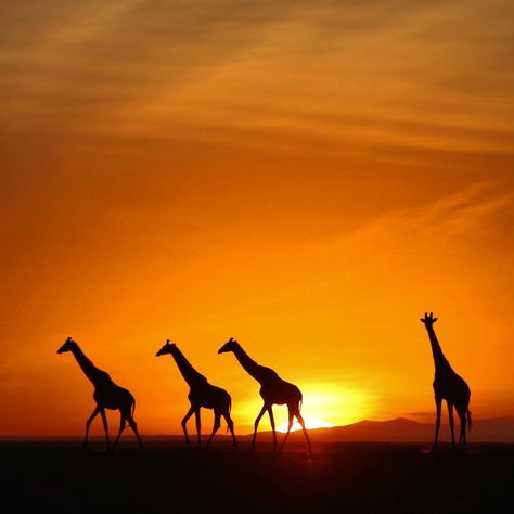 kenyatraveldirectory (@kenyadirect) | Twitter African Sunset, Airbrush Art, African Wildlife, African Animals, African Safari, Sunset Beach, Giraffes, The Sunset, 귀여운 동물