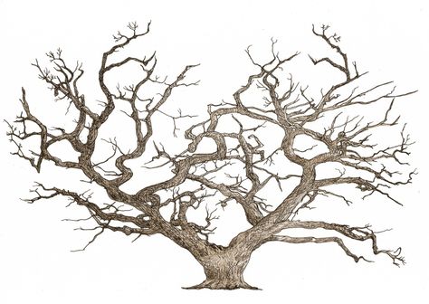 Winter Tree Drawing, Trees Art Drawing, Oak Tree Drawings, Angel Oak Tree, Tree Drawing Simple, Angel Oak Trees, Tree Drawings, Beautiful Pencil Drawings, Yew Tree