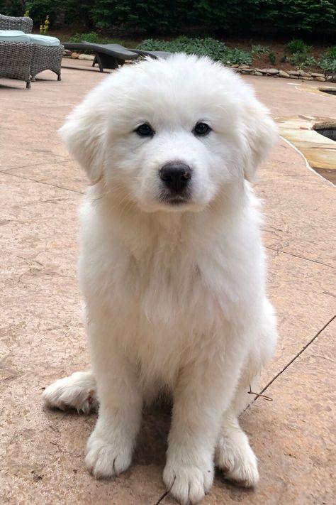 Great Pyrnesse, Great Pyrenees Puppies, White Great Pyrenees, Pyrenees Dog, Dog Great Pyrenees, Great Pyrenees Photography, Great Pyrenees Puppy Aesthetic, Great Pyrenees Lab Mix Puppy, Great Pyrenees Puppy